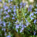 로즈마리 이미지