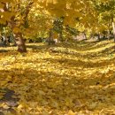 꽃이랑나무랑 이미지