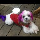 핑크강아지 이미지