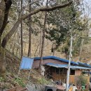 전남 화순군 봉정산+임대정원림+야사리은행나무+연둔리 둔동마을숲정이/2025.4.8.화 이미지