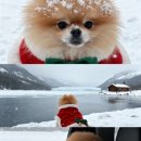 판교 P&P 동물병원 이미지