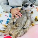 에덴미어캣프랜즈 | 파주 운정 에덴 미어캣 프렌즈 동물원