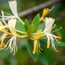 삼성약국 이미지