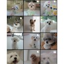 아르몽뜨 이미지