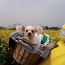 꽃보다 강쥐 이미지