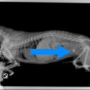 투투 동물병원 이미지