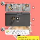 땡일리 애견 유치원 이미지