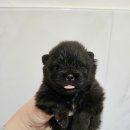 안다켄넬 이미지