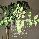 여수동백악기