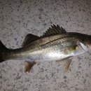 죽림낚시 이미지