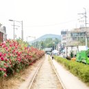 장미의거리6 이미지