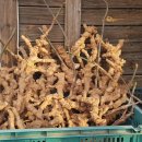 자연애오리 이미지