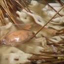 남천할매떡볶이 이미지