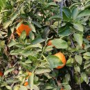 내혜홀농장 이미지