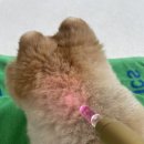 복슬 강아지 | [YouTube] 펫시팅 중 비머펜으로 강아지힐링 펫테라피 🐶💕