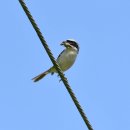 칡때까치(Thick-billed Shrike) 이미지