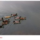 기산수정 이미지