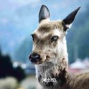 디코드 이미지
