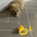 동그라미 동물의료센터 이미지