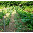 안고랑농장 이미지