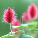 여우꼬리 이미지