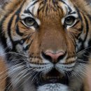 Tiger at New York's Bronx Zoo tests positive for coronavirus 이미지