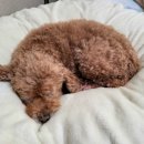 꿈이크는 동물병원 이미지