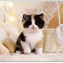 강남고양이분양 호야캣 이미지