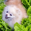 로얄도그 이미지