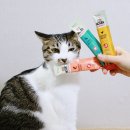 참치어장 | 기호성 좋은 고양이간식｜아카나 리커블 연어 참치 치킨 스틱형 퓨레