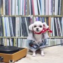 강아지풍경 이미지