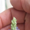 로즈마리 화원 이미지