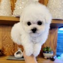 인천강아지분양 판도라독 가정분양 | 인천 검단강아지분양, 행복을 찾는 특별한 여정