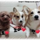 윤선생애견훈련소 이미지