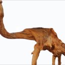 최초로 천연기념물 지정을 받은 공룡발자국 이미지