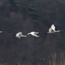 갈산-비상-2 이미지