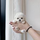 강아지분양 애견입양 아이러브독 광주점 미니비숑 말티푸 포메 | 연휴 광주강아지분양 연중무휴 전남애견분양 아이러브독광주점🧡