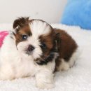 몽글몽글 이미지