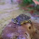 리틀 블루문 | 미사역카페 미사 수족관카페 리틀블루문 좋았던 후기