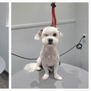 포메른 펫살롱 이미지