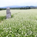 신 봉평메밀 이미지