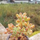 다솜이네 이미지