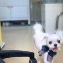 위드퍼피 애견미용실 네이버블로그