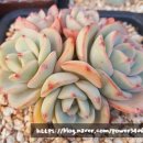 모모카서비스 이미지