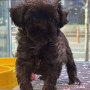 도그마루 강아지 고양이 부산점 | [입양리뷰] 도그마루 강아지고양이 부산점, 부산강아지무료분양의 특별한 혜택