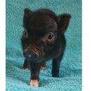 돼지꿈 | 아기돼지 태몽 성별 후기, 검은색 돼지 꿈 딸일까? 아들일까?(ft. 니프티 결과) 🐷🖤