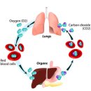 ​수면 중 사망, 그 미스터리한 원인은? 이미지