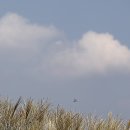 대통령공원 진돗개 이미지