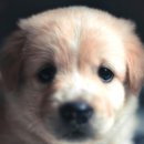 김포씨엘동물의료센터 | 김포동물병원 김포 씨엘동물의료센터 진료 경험과 건강검진 후기