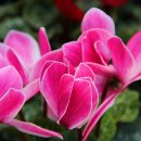 영천장날 이미지